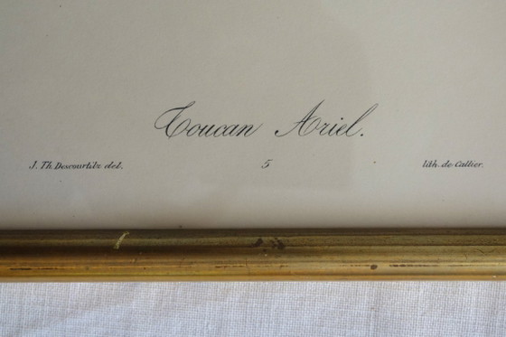 Image 1 of 3 incisioni antiche di uccelli incorniciate
