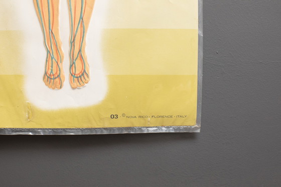 Image 1 of 3D - Reliefposters Nova Rico Florence Italy Scientific - The human being - blood circulation heart