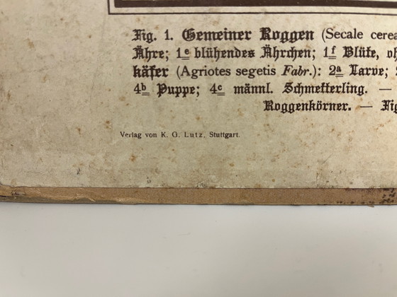 Image 1 of Pannello didattico, pannello scolastico, pannello espositivo, litografia, probabilmente intorno al 1900 - 64 cm
