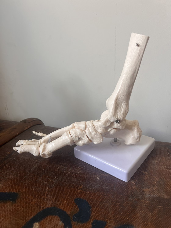 Image 1 of Piede a grandezza naturale modello anatomico vintage