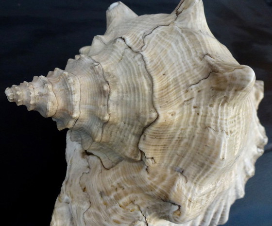 Image 1 of Aliger Gigas grande - Conca regina, appartenente alla famiglia Strombidae.