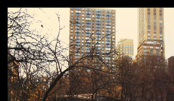 Image 1 of Christo - The Gates - New York Central Park - offset a colori, foto W. Volz