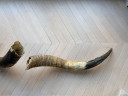 2x grote authentieke buffelhoorns, 90 en 100 cm lang