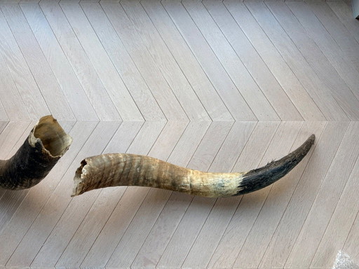 2 große, authentische Büffelhörner, 90 und 100 cm lang
