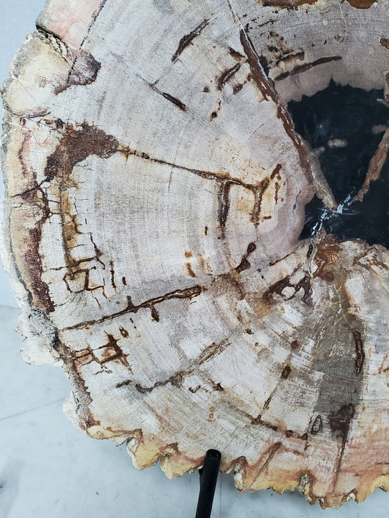 Image 1 of Sezione o fetta di legno pietrificato e fossilizzato sul suo supporto (rif. 3963)