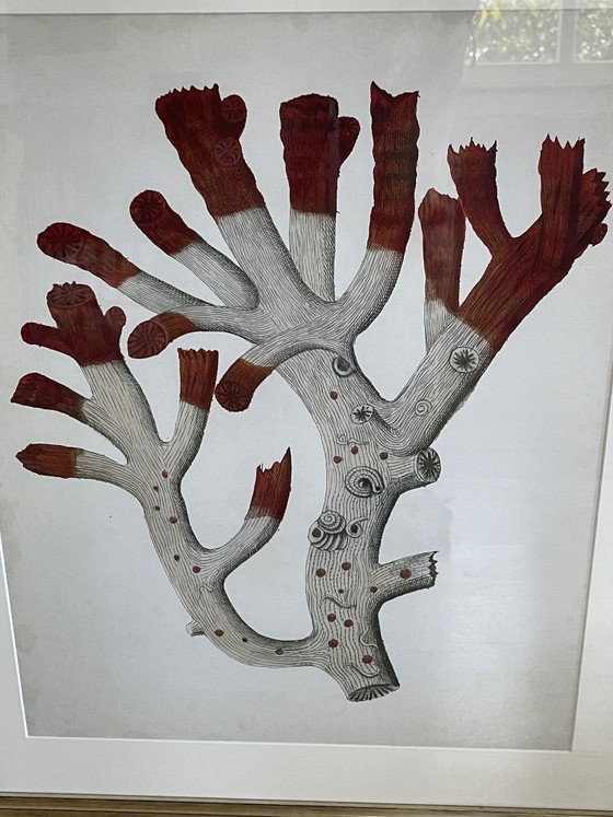 Image 1 of Estampes anciennes de corail rouge par Eichholtz