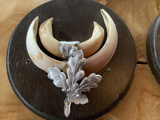 Image 1 of Keiler tanden wildzwijn mancave 