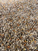 1x Alfombra de primavera Brink & Campman