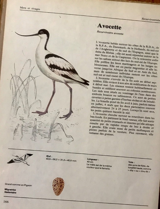 Image 1 of Vintage European bird illustrations