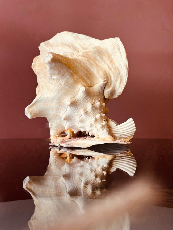 Image 1 of Vintage '70s shell lamp