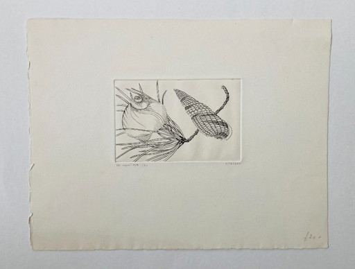 Yves Tregan - Gravure ancienne - Coquillages