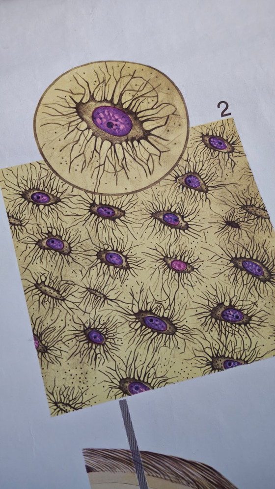 Image 1 of Manifesto didattico d'epoca, Deutsches Hygiene-Museum, Dresda, Germania, biologia, scienze