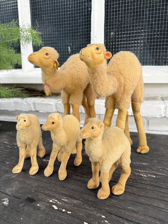 Image 1 of Zeldzame Steiff kameel familie – 5 stuks – met originele labels – ca. 1960/70