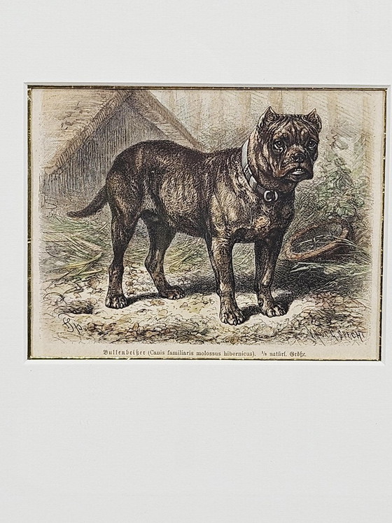 Friedrich Carl Georg Specht, Hund, 1870, Original Holzschnitt, Gerahmt – Lithographien & Drucke (photo 7 of 9)