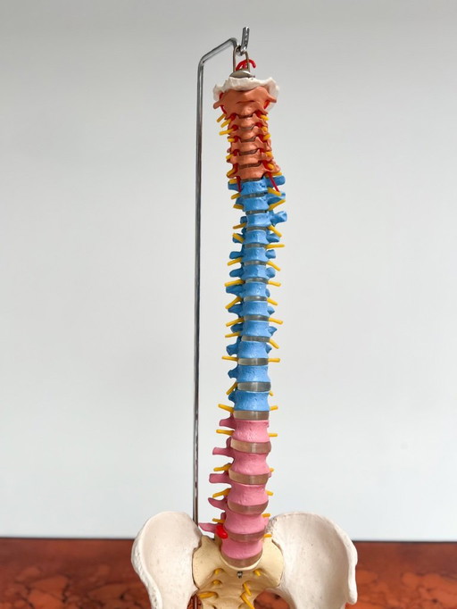 Anatomisch model van wervelkolom uit Italië