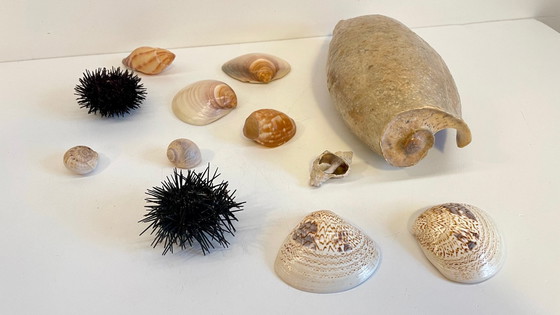 Image 1 of Seashell collection