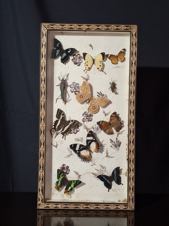 Image 1 of Butterfly collection set
