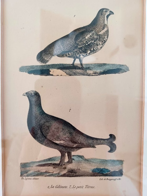 Image 1 of Twee handgekleurde Brusselse ornithologische lithografieën (ca. 1828–1833) – Burggraaff, Lejeune – Pl. 1 en Pl. 19