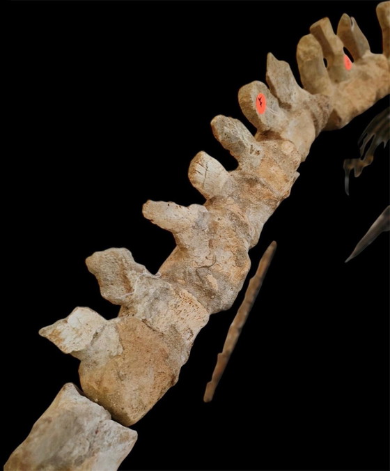 Image 1 of Large 2.80m Mosasaur Skeleton - Museum Quality 3D Mount - Prehistoric Fossil Art