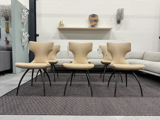 6 Nouveau Leolux Callas chaise de salle à manger Ceras Shell cuir