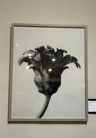 Boconcept - Form in Nature Galerij