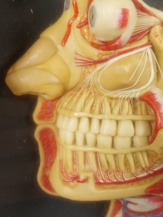 Image 1 of Medical wax model, Hygiene Museum Dresden, teaching model, display case, facial nerves
