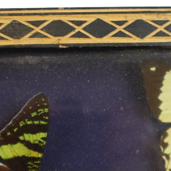Framed Tropical Butterflies Taxidermy Insect Display, Decorative Objects, Glass, Wood, Multi Color (photo 9 of 10)