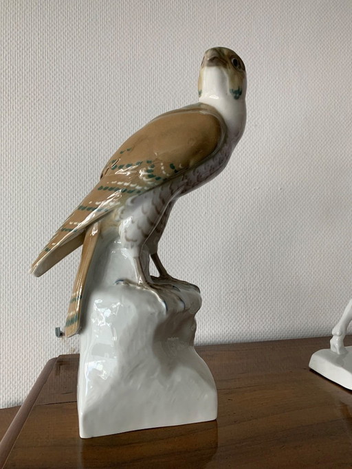 Very beautiful Falcon '