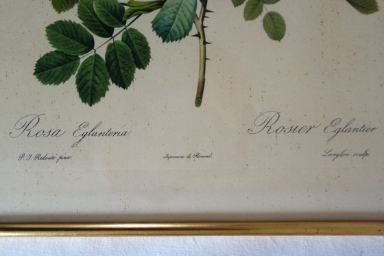 Image 1 of 4 oude botanische platen van rozen