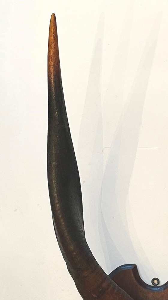 Image 1 of Afrikaanse Trofee -  Vintage Bosbok Antilopehoorns  