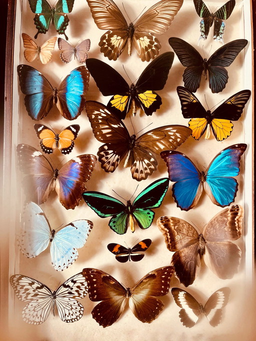 Unique ! 3 armoires papillon vintage exotiques