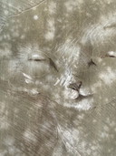 Robert Detheux - Pittura surrealista