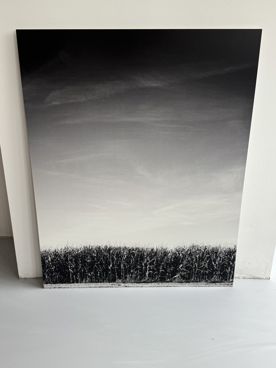 Frisia / Serie fotografica in 3 parti / 2011 / Opera personale – Fotografie, Aluminium (photo 6 of 6)