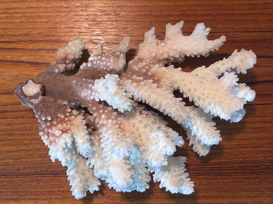 Image 1 of Natuurlijk bloemkoolkoraal (Pocillopora sp.) – witte koraalrifdecoratie 620 g