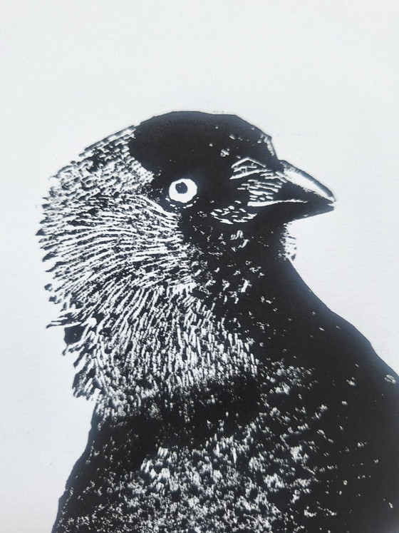 Grabado/ Linograbado pájaro/ grajilla – M. Jaspers, Láminas artísticas, Papel (photo 2 of 6)