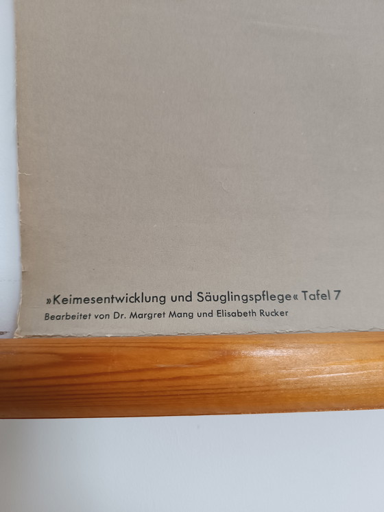 Image 1 of Vintage School Wall Chart - Child Development