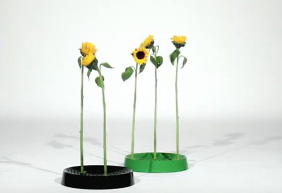 Image 1 of Ciotola decorativa / portaombrelli o portafiori di Marcus Arvonen