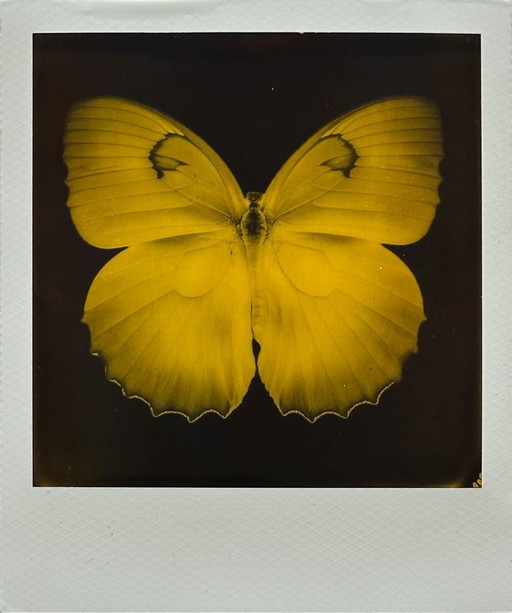 vlinder – fotografie, Glass, Paper (photo 2 of 5)
