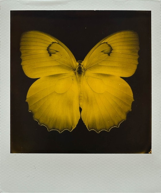 vlinder – Fotografie, Glass, Paper (photo 2 of 5)