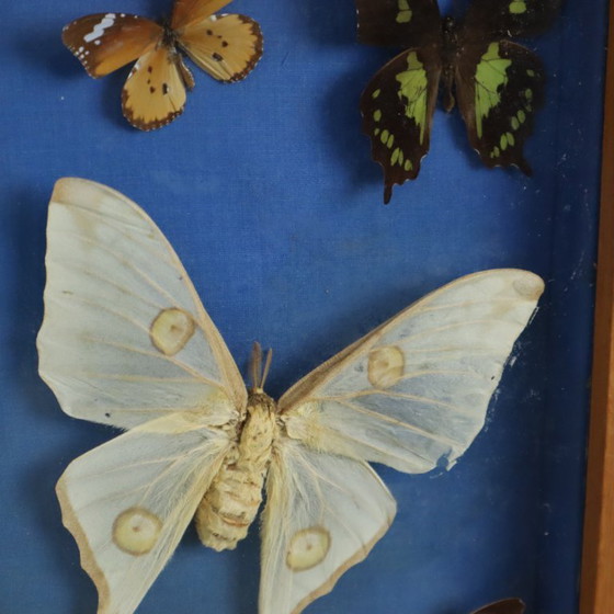 Butterfly collection in wooden frame, Wall decoration, Other, Brown, Vintage (photo 5 of 10)