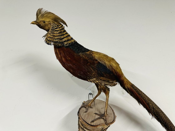 Antique stuffed Golden Pheasant Rooster – Decorative Objects, Wood, Other (photo 5 of 14)
