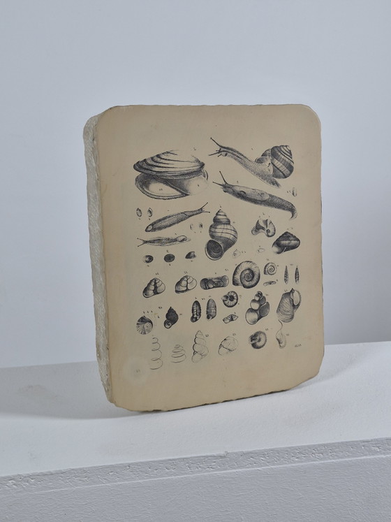 Antique Lithographic Stone Printing Stone Mollusks Snails Shells – Decorative Objects, Paper (photo 6 of 13)