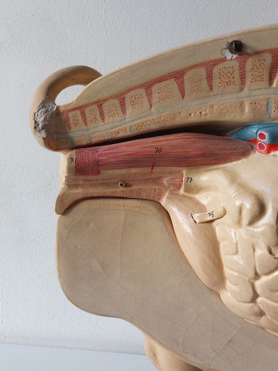 Image 1 of Modèle anatomique ancien de porc à visée pédagogique, Louis Meusel, Sonneberg