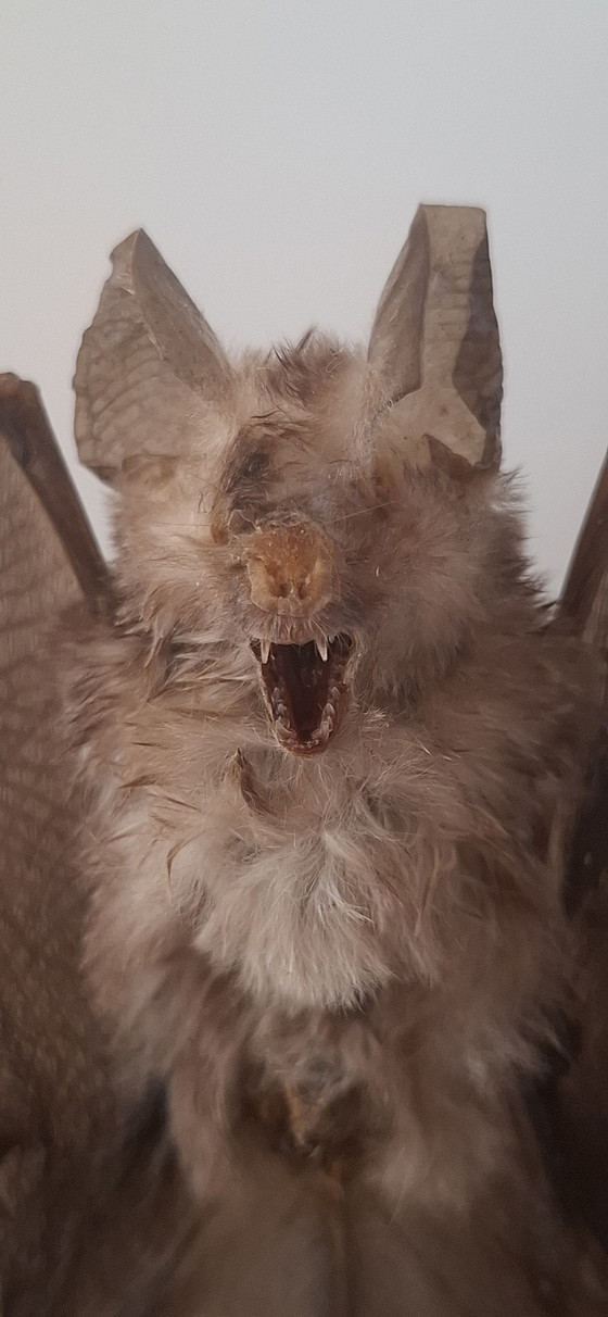 Image 1 of Tassidermia di pipistrello Vesper dipinto d'epoca - Nuovo assemblaggio