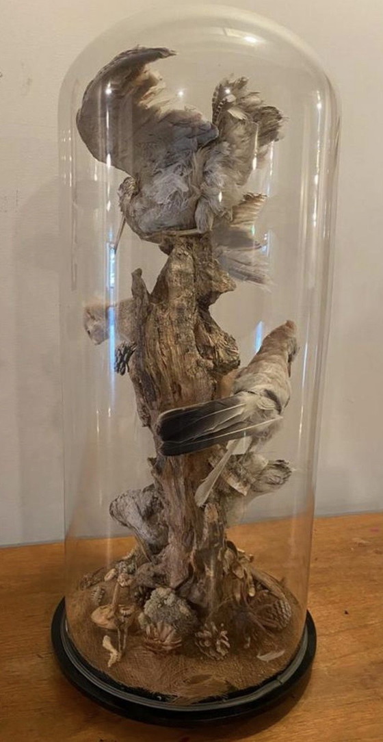 Image 1 of Antike viktorianische, sehr große Glaskuppel mit ausgestopften Vögeln und einem Eichhörnchen aus der Zeit um 1900