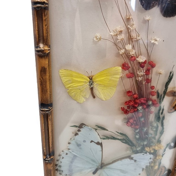 Image 1 of Vintage stuffed butterflies in frame