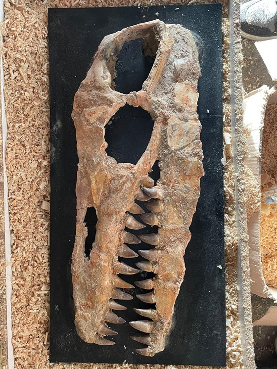 Image 1 of Zeldzame Mosasaurus-kaak in vitrine – Authentiek zeeroofdier
