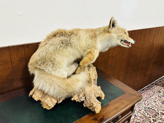 Antiker ausgestopfter Fuchs – Dekorative Objekte, Holz, Andere (photo 3 of 10)