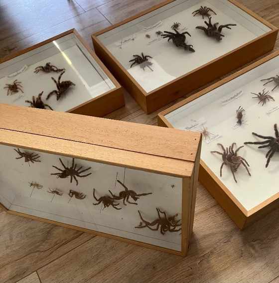 Image 1 of 4 vitrines de taxidermie pour tarentules