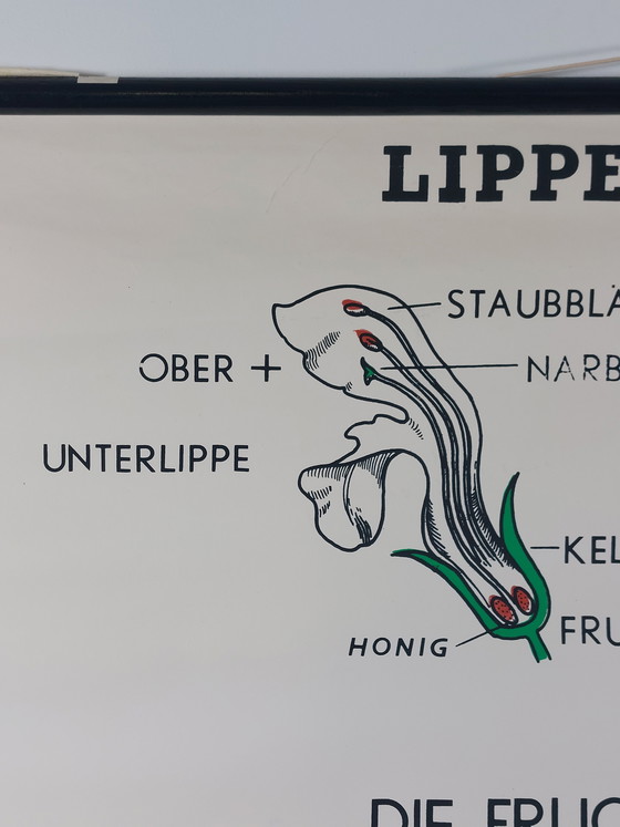 Image 1 of Vintage roll-up map, teaching aid, biology, mint family plants, wall map